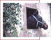 Hackney drivers' horses in the former stables in viale Petrarca