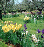 Parks in Florence: Giardino dell'Iris